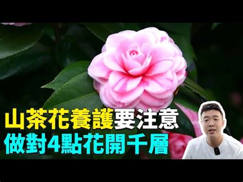 長壽花風水|長壽風水寓意與作用 家裡擺放長壽風水禁忌